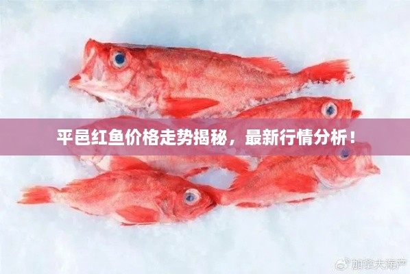 平邑紅魚(yú)價(jià)格走勢(shì)揭秘，最新行情分析！