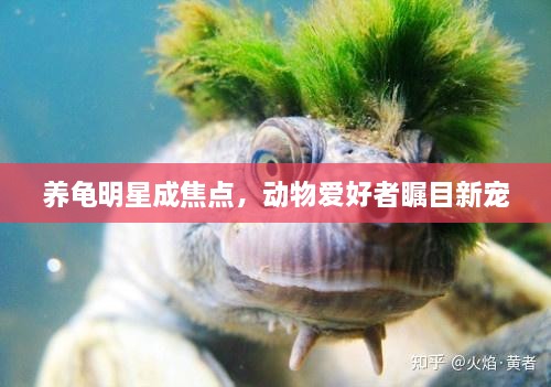 養(yǎng)龜明星成焦點(diǎn)，動(dòng)物愛好者矚目新寵