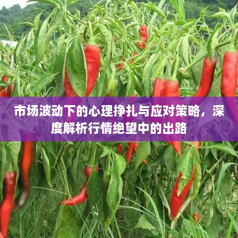 市場(chǎng)波動(dòng)下的心理掙扎與應(yīng)對(duì)策略，深度解析行情絕望中的出路