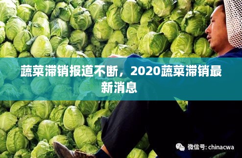 蔬菜滯銷報道不斷，2020蔬菜滯銷最新消息 