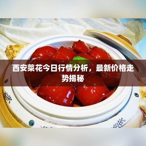 西安菜花今日行情分析，最新價格走勢揭秘