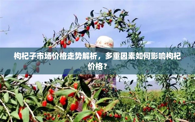 枸杞子市場價格走勢解析，多重因素如何影響枸杞價格？