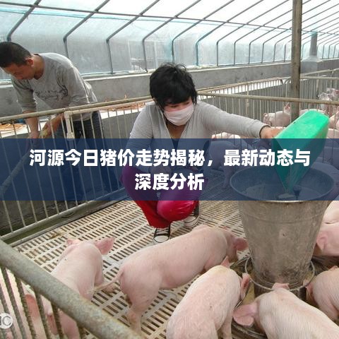河源今日豬價(jià)走勢揭秘，最新動(dòng)態(tài)與深度分析
