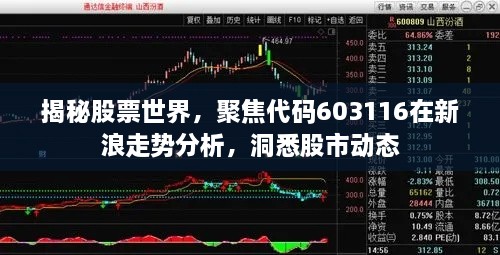 揭秘股票世界，聚焦代碼603116在新浪走勢(shì)分析，洞悉股市動(dòng)態(tài)