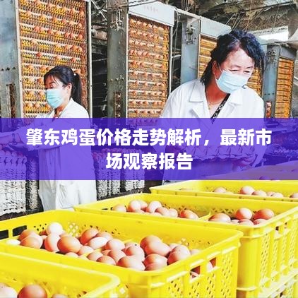 肇東雞蛋價(jià)格走勢(shì)解析，最新市場(chǎng)觀察報(bào)告