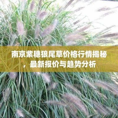 南京紫穗狼尾草價(jià)格行情揭秘，最新報(bào)價(jià)與趨勢(shì)分析