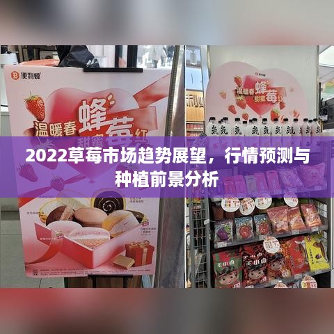 2022草莓市場趨勢展望，行情預測與種植前景分析