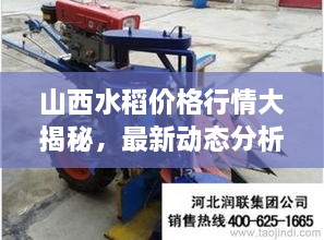 山西水稻價(jià)格行情大揭秘，最新動(dòng)態(tài)分析！