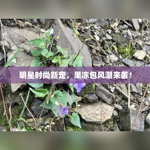 明星時尚新寵，果凍包風(fēng)潮來襲！