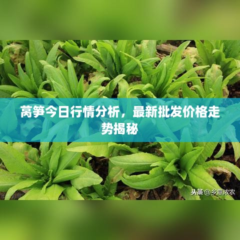 萵筍今日行情分析，最新批發(fā)價格走勢揭秘
