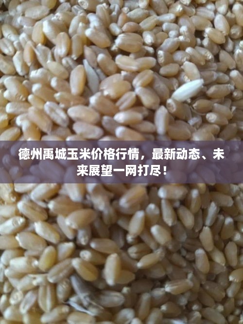 德州禹城玉米價(jià)格行情，最新動(dòng)態(tài)、未來(lái)展望一網(wǎng)打盡！