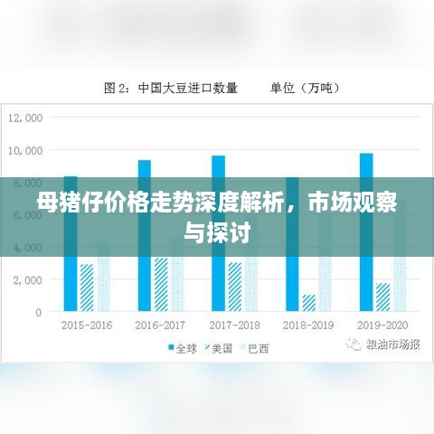 母豬仔價格走勢深度解析，市場觀察與探討