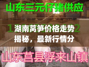 湖南萵筍價(jià)格走勢(shì)揭秘，最新行情分析與市場(chǎng)動(dòng)態(tài)