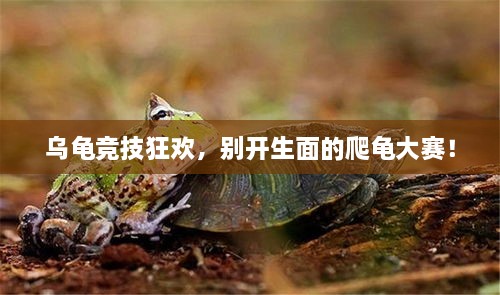 烏龜競技狂歡，別開生面的爬龜大賽！