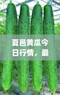 夏邑黃瓜今日行情，最新價格一網(wǎng)打盡