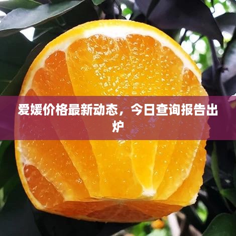 愛媛價格最新動態(tài)，今日查詢報告出爐