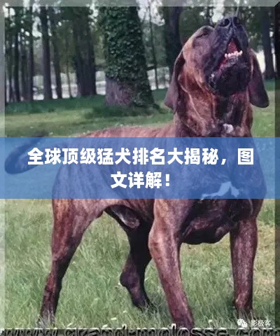 全球頂級猛犬排名大揭秘，圖文詳解！
