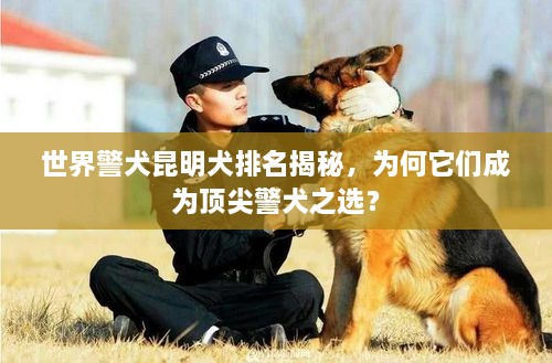 世界警犬昆明犬排名揭秘，為何它們成為頂尖警犬之選？