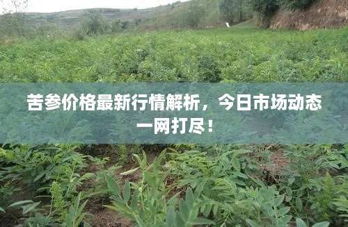 苦參價(jià)格最新行情解析，今日市場(chǎng)動(dòng)態(tài)一網(wǎng)打盡！