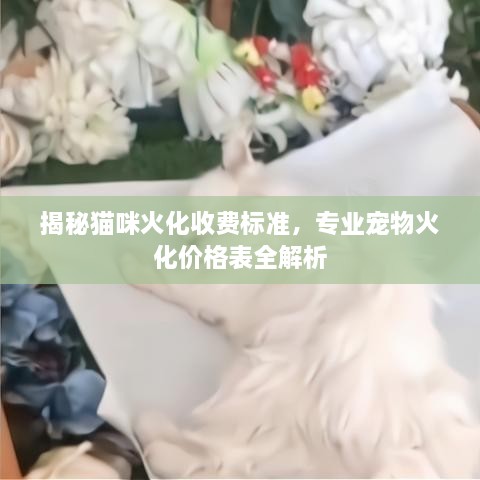 揭秘貓咪火化收費標準，專業(yè)寵物火化價格表全解析