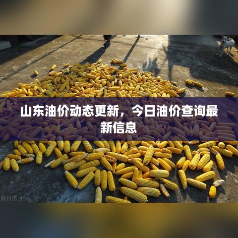 山東油價(jià)動態(tài)更新，今日油價(jià)查詢最新信息