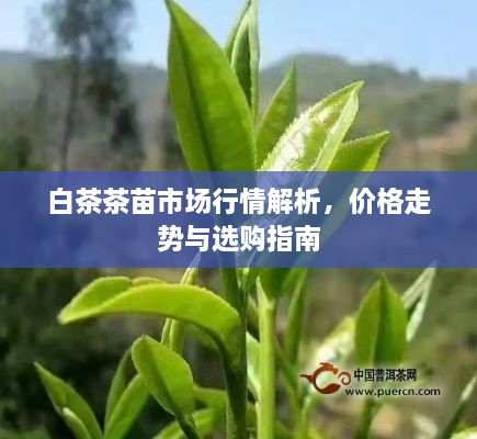 白茶茶苗市場行情解析，價(jià)格走勢與選購指南