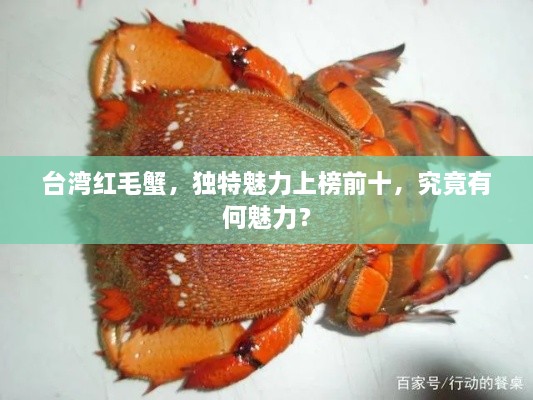 臺灣紅毛蟹，獨特魅力上榜前十，究竟有何魅力？