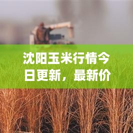 沈陽(yáng)玉米行情今日更新，最新價(jià)格走勢(shì)分析