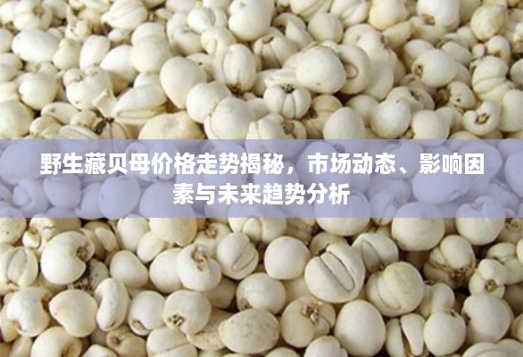 野生藏貝母價(jià)格走勢(shì)揭秘，市場(chǎng)動(dòng)態(tài)、影響因素與未來趨勢(shì)分析