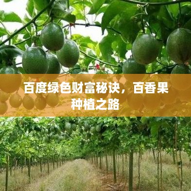 百度綠色財富秘訣，百香果種植之路
