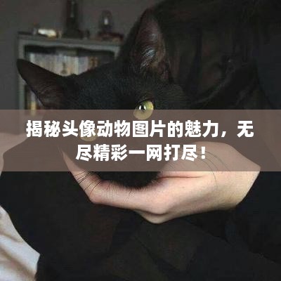 揭秘頭像動物圖片的魅力，無盡精彩一網(wǎng)打盡！