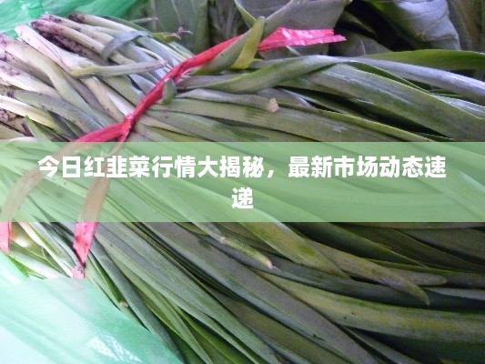今日紅韭菜行情大揭秘，最新市場動態(tài)速遞