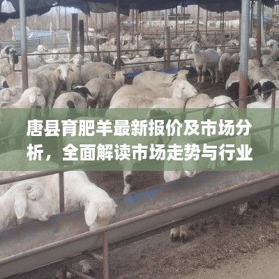 唐縣育肥羊最新報(bào)價(jià)及市場分析，全面解讀市場走勢與行業(yè)趨勢