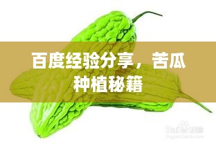 百度經(jīng)驗分享，苦瓜種植秘籍