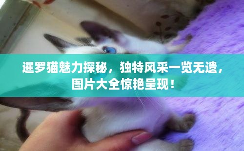 暹羅貓魅力探秘，獨特風(fēng)采一覽無遺，圖片大全驚艷呈現(xiàn)！
