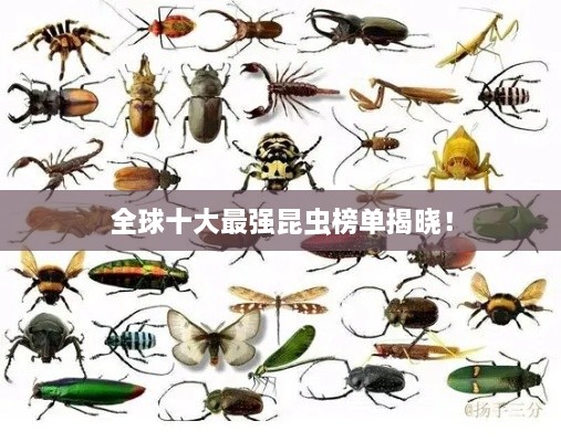全球十大最強昆蟲榜單揭曉！