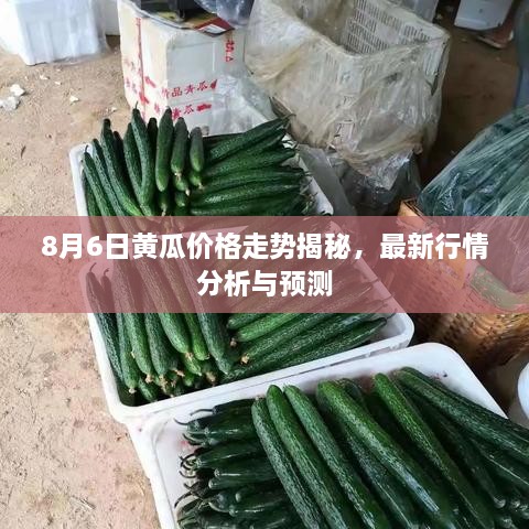 8月6日黃瓜價(jià)格走勢(shì)揭秘，最新行情分析與預(yù)測(cè)