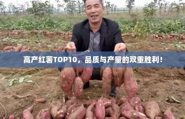 高產(chǎn)紅薯TOP10，品質(zhì)與產(chǎn)量的雙重勝利！