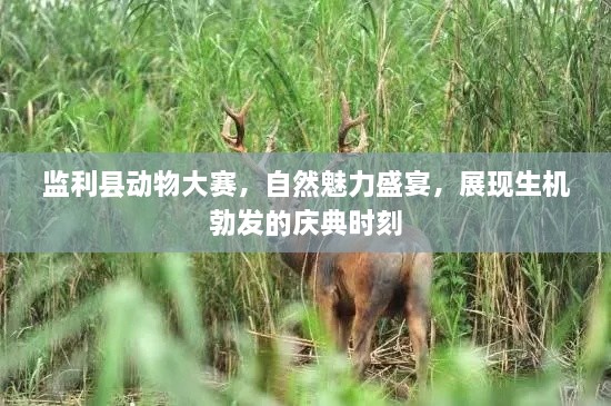 監(jiān)利縣動物大賽，自然魅力盛宴，展現(xiàn)生機勃發(fā)的慶典時刻