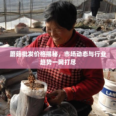 蘑菇批發(fā)價(jià)格揭秘，市場(chǎng)動(dòng)態(tài)與行業(yè)趨勢(shì)一網(wǎng)打盡