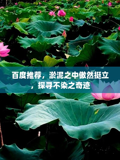 百度推薦，淤泥之中傲然挺立，探尋不染之奇跡