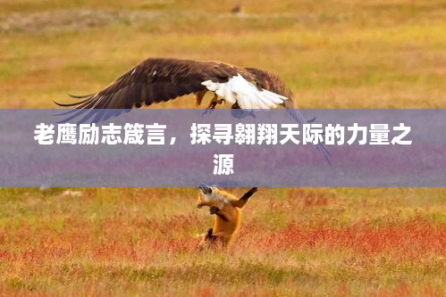 老鷹勵(lì)志箴言，探尋翱翔天際的力量之源