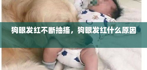 狗眼發(fā)紅不斷抽搐，狗眼發(fā)紅什么原因 
