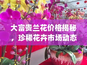 大富貴蘭花價格揭秘，珍稀花卉市場動態(tài)與價值探究