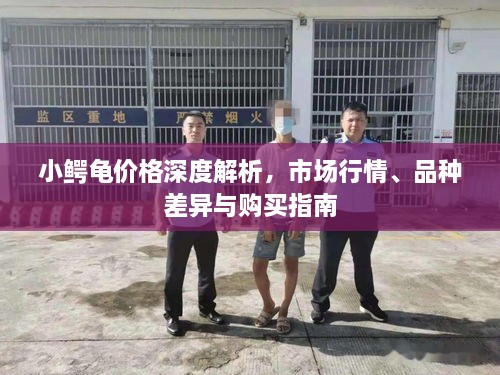 小鱷龜價格深度解析，市場行情、品種差異與購買指南
