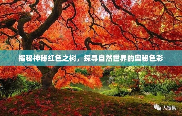 揭秘神秘紅色之樹，探尋自然世界的奧秘色彩