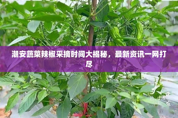 潮安蔬菜辣椒采摘時間大揭秘，最新資訊一網(wǎng)打盡