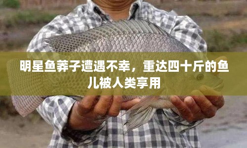 明星魚(yú)莽子遭遇不幸，重達(dá)四十斤的魚(yú)兒被人類享用