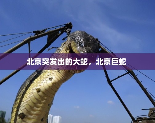北京突發(fā)出的大蛇，北京巨蛇 