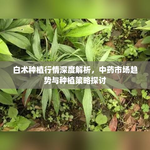 白術(shù)種植行情深度解析，中藥市場(chǎng)趨勢(shì)與種植策略探討
